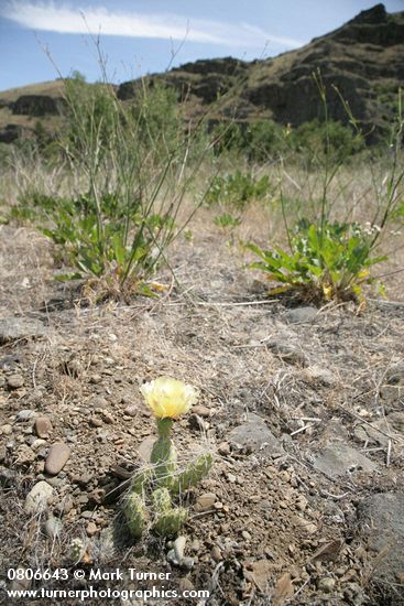 Opuntia columbiana (O. erinacea var. columbiana)