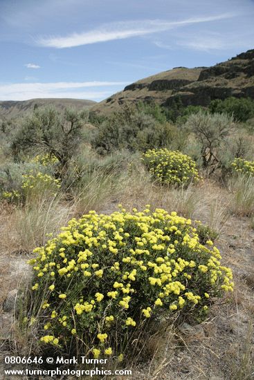 Eriogonum sphaerocephalum