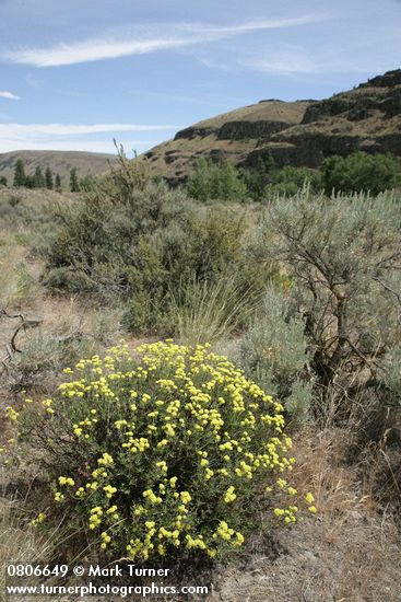 Eriogonum sphaerocephalum