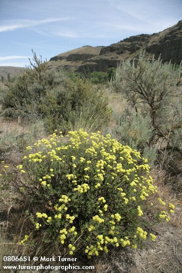 Eriogonum sphaerocephalum