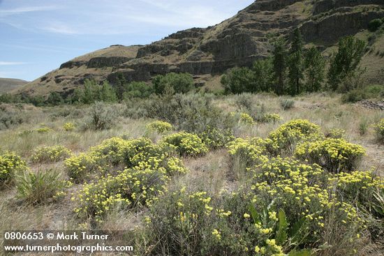 Eriogonum sphaerocephalum