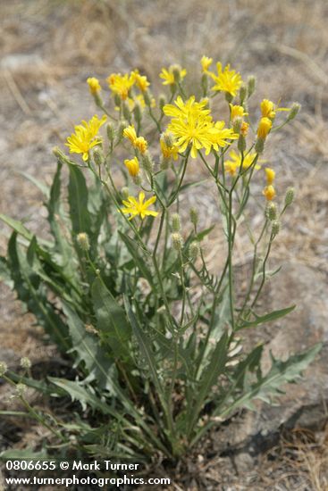 Crepis occidentalis