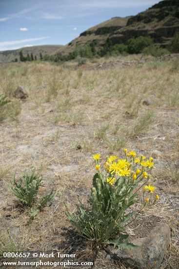 Crepis occidentalis