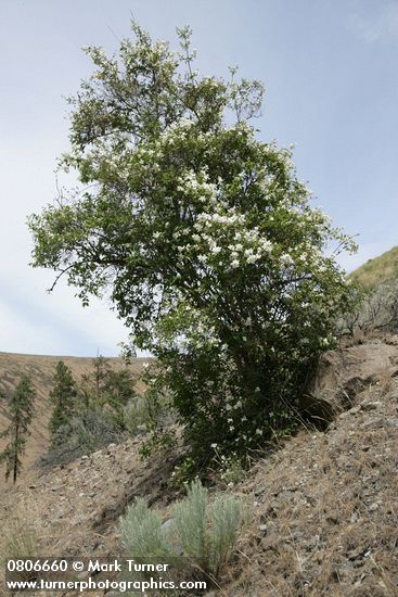 Philadelphus lewisii