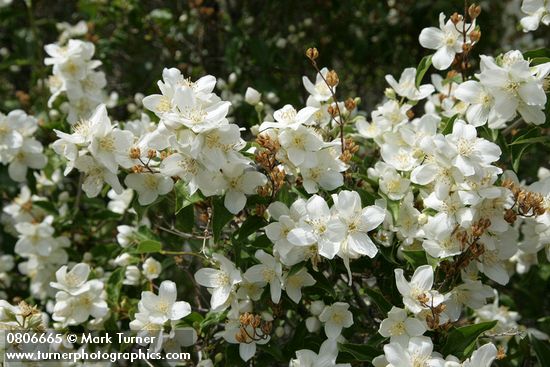 Philadelphus lewisii