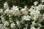 Lewis's Mock-orange blossoms