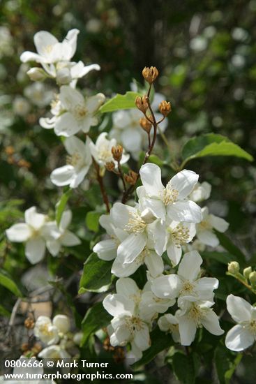 Philadelphus lewisii