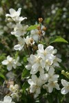 Lewis's Mock-orange blossoms