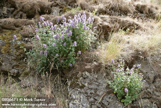 Agastache occidentalis