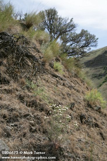 Chaenactis douglasii