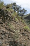 Dusty Maidens on dry open slope