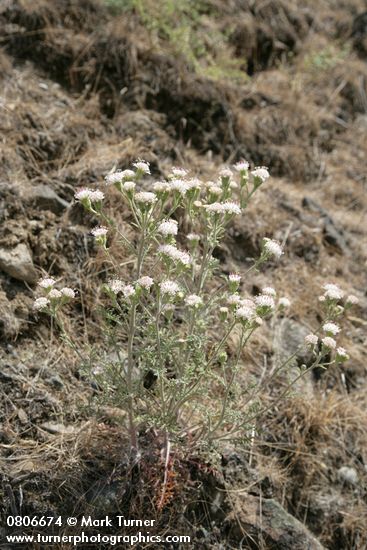 Chaenactis douglasii