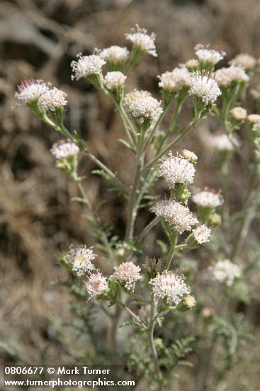 Chaenactis douglasii