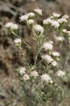 Dusty Maidens blossoms