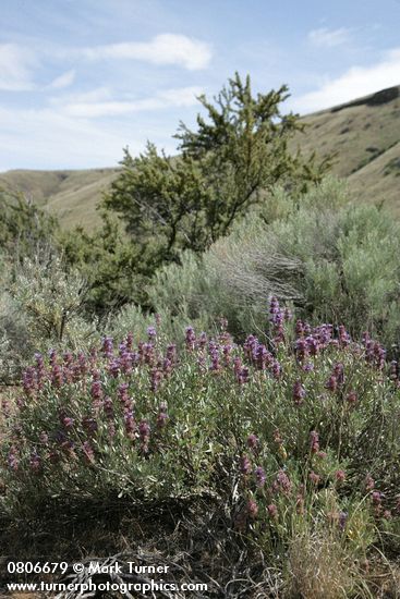 Salvia dorrii