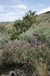 Purple Sage