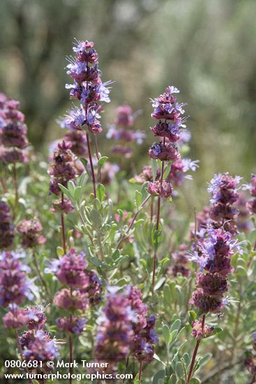 Salvia dorrii