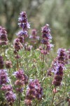 Purple Sage blossoms, backlit