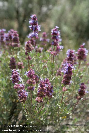 Salvia dorrii