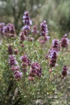 Purple Sage blossoms & foliage, backlit