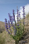 Showy Penstemon