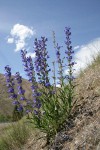 Showy Penstemon