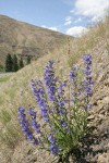 Showy Penstemon