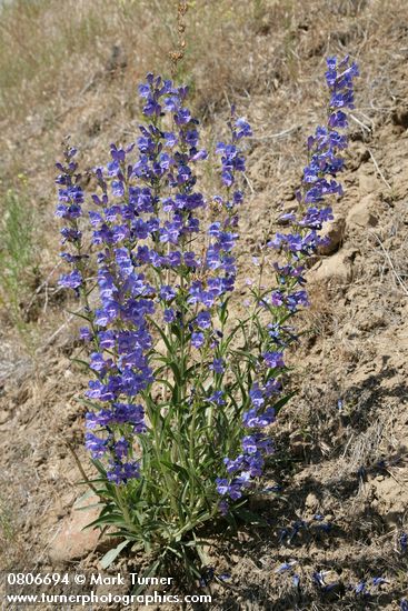 Penstemon speciosus