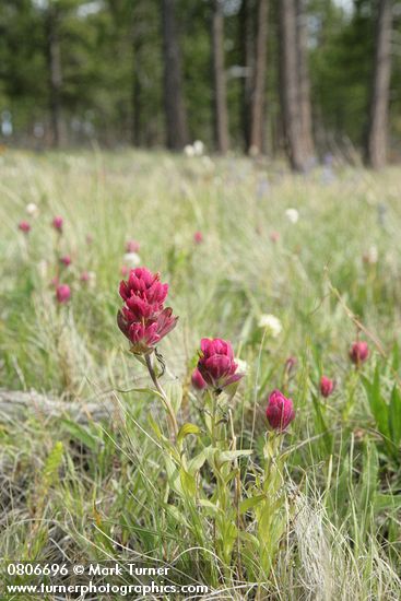 Castilleja elmeri