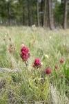 Wenatchee Paintbrush