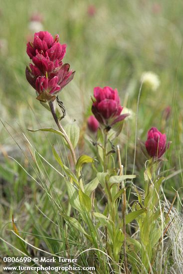 Castilleja elmeri