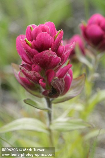 Castilleja elmeri