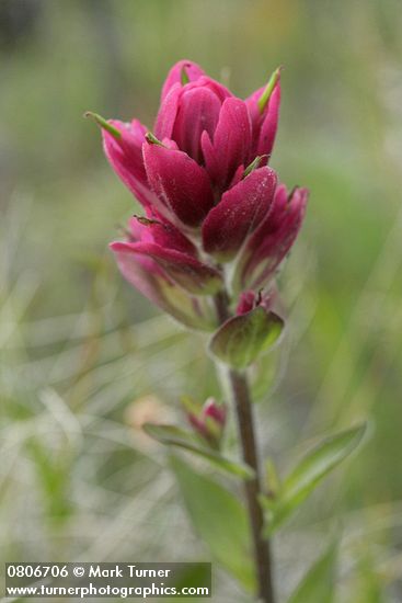 Castilleja elmeri