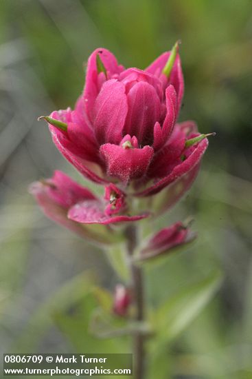 Castilleja elmeri