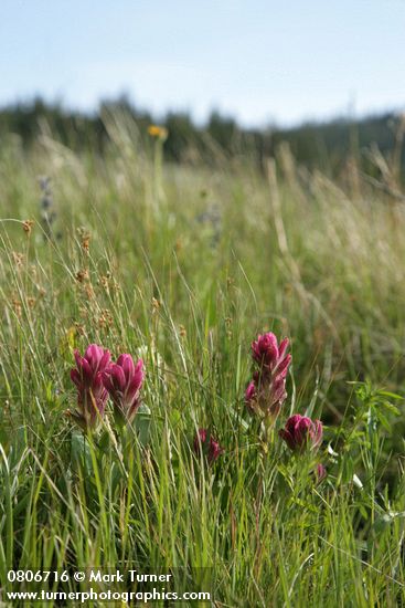 Castilleja elmeri