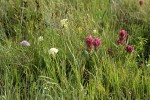 Wenatchee Paintbrush among grasses & sedges w/ Death Camas