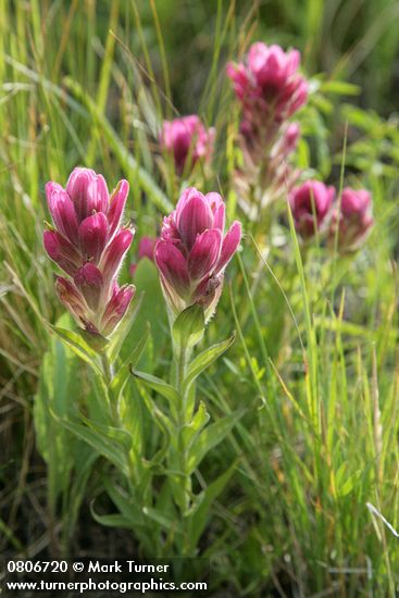 Castilleja elmeri