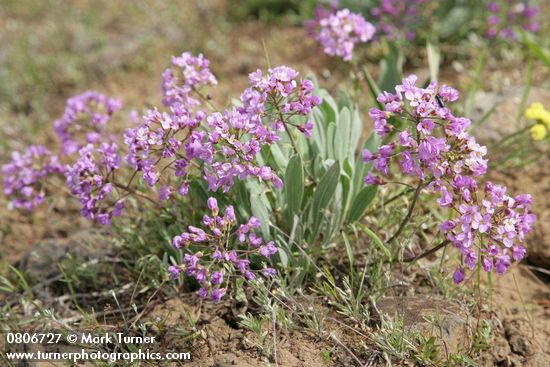 Phoenicaulis cheiranthoides