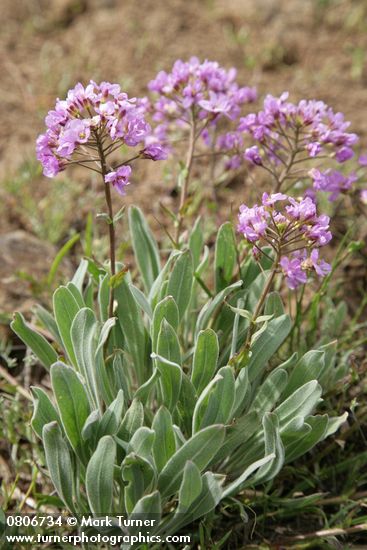 Phoenicaulis cheiranthoides