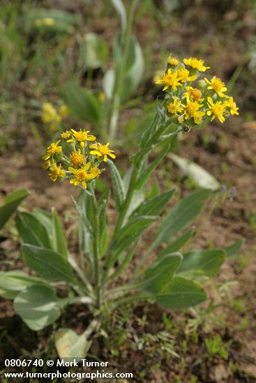 Senecio integerrimus