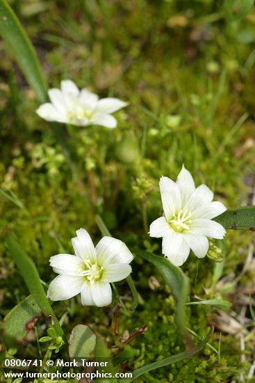 Lewisia triphylla