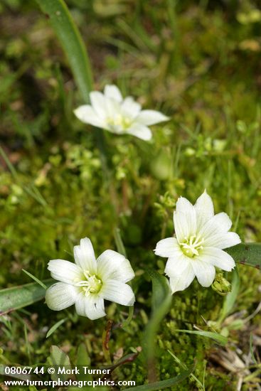 Lewisia triphylla