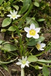 Dwarf Hesperochiron w/ Three-leaf Lewisia