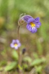 Naked Broomrape