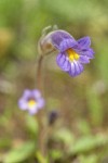 Naked Broomrape