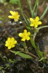 Water Plantain Buttercup