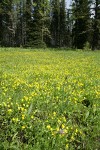 Water Plantain Buttercups carpet wet meadow