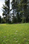 Water Plantain Buttercups carpet wet meadow