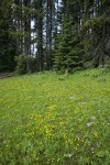 Water Plantain Buttercups carpet wet meadow