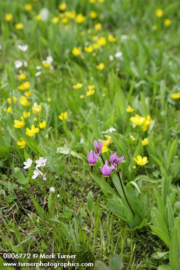 Dodecatheon conjugens; Ranunculus alismifolius; Claytonia lanceolata